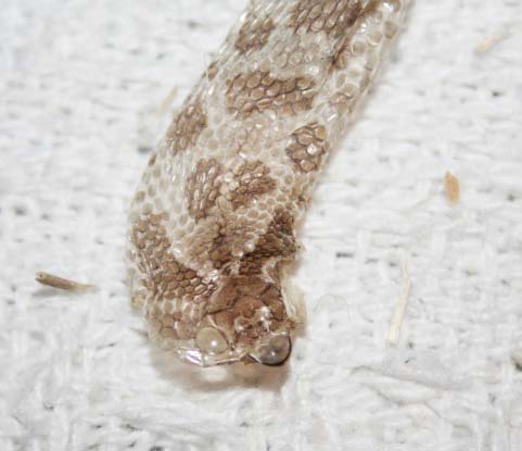 Shed skin from a Western Hognose Snake