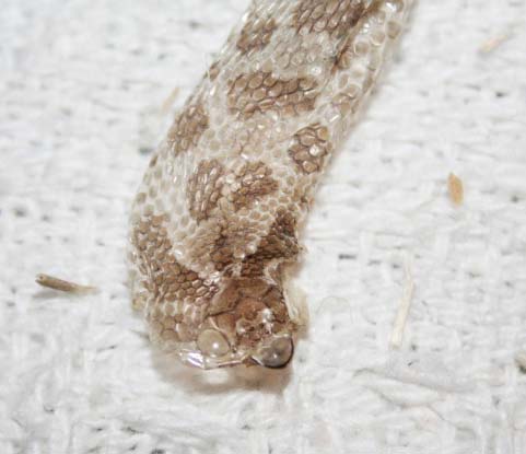Shed skin from a Western Hognose Snake