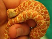 Albino Western Hognose being handled