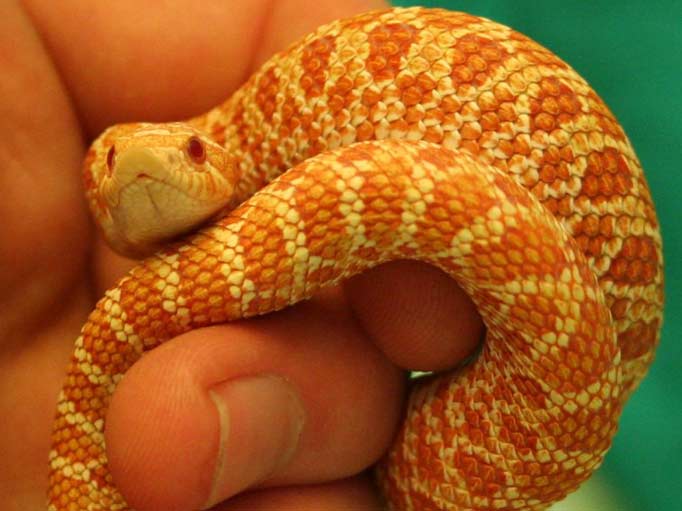 Western Hognose Snake Albino, Hognose Snake