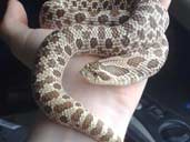 Western Hognose being handled