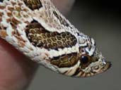 Head shot of a Western Hognose