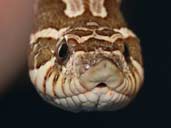 Frontal head shot of a Western Hognose