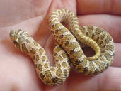 Western Hognose in hand