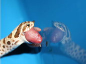 Western Hognose Snake eating a pinky, reflection