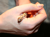 Western Hognose being handled