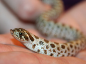 Western Hognose hatchling