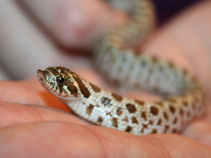 Western Hognose Snake, Hognose Snake