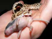 Hognose sanke eating showing tooth