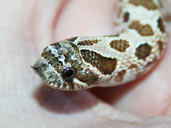 Western hognose up close cute