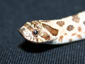 Western Hognose up close