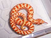 Albino Western Hognose Snake