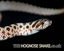 The Hognose Snake.co.uk - Western Hognose Snake Desktop Wallpaper Download