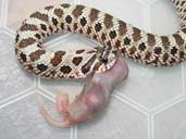 Western Hognose eating a mouse