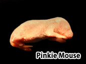 Pinkie Mouse - - suitable for yearling Hognose snakes