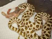 Western Hognose eating a meal