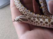 Western Hognose in hand
