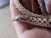 Western Hognose in hand