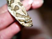 Western Hognose being handled